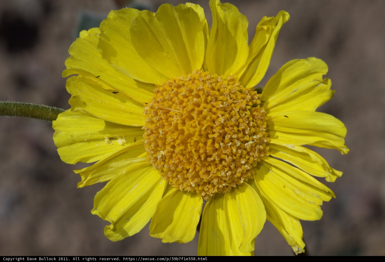 Vibrant Daisy in Full Bloom