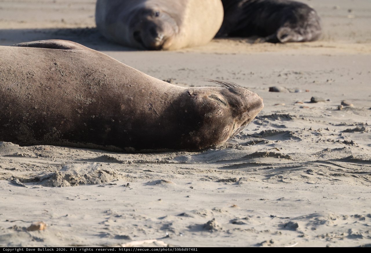 Elephant Seal Resting on Sandy Beach
