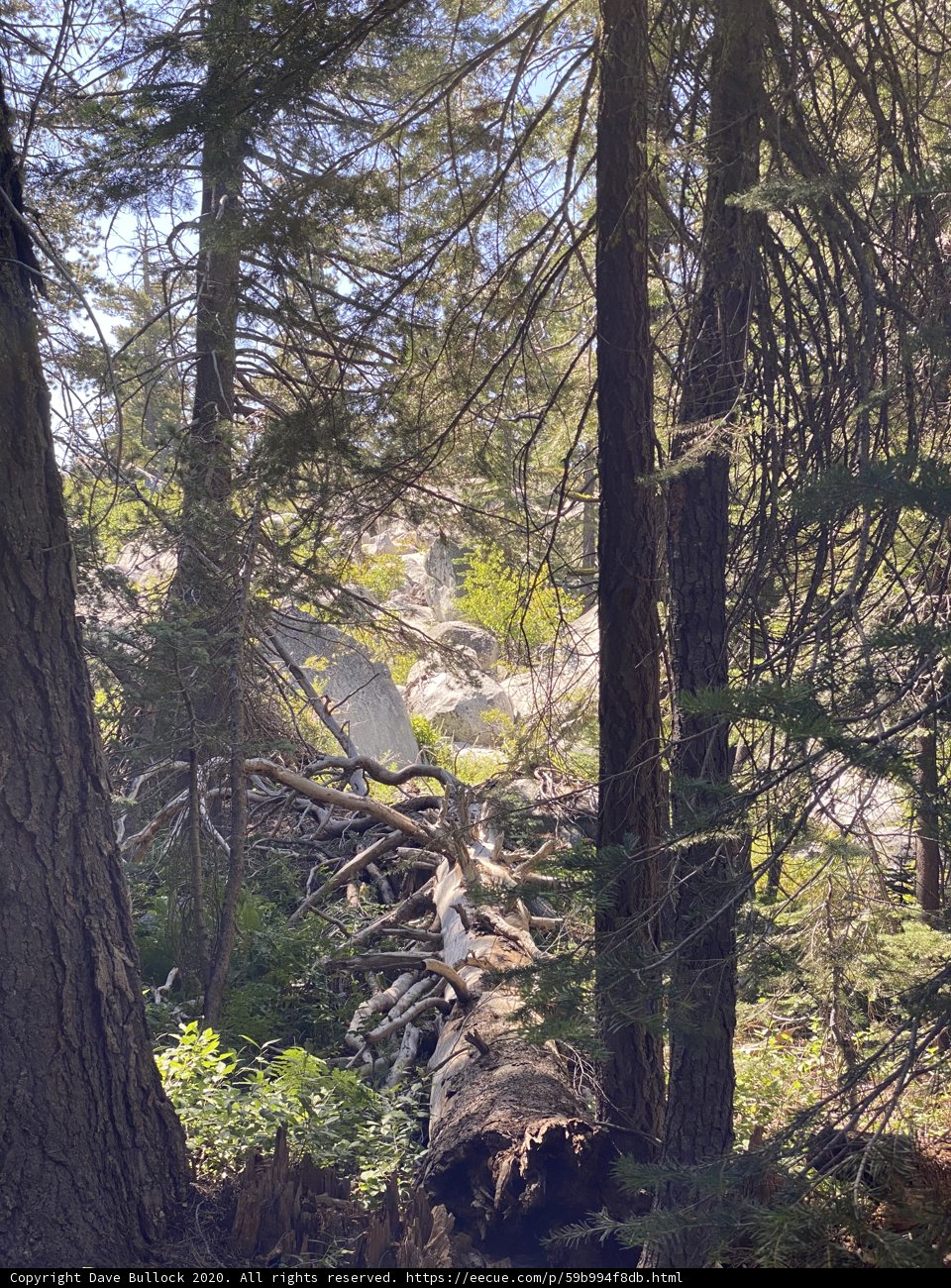 Fallen Sequoia in the Wilderness