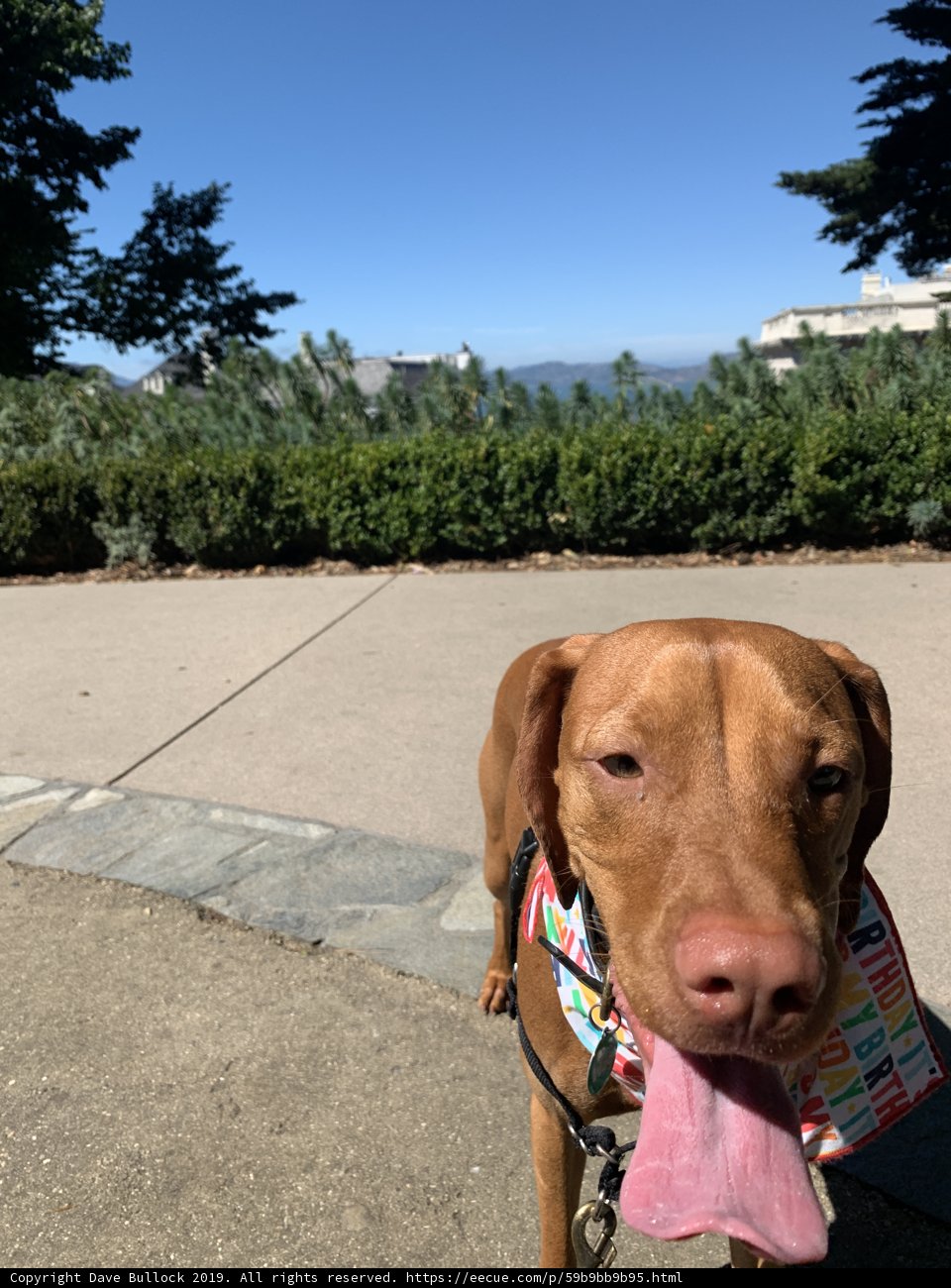 A Vizsla enjoying the Lafayette Park