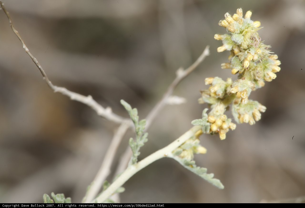 Desert Bloom