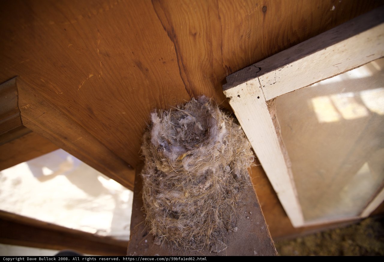 A Plywood Bird Nest in the Desert