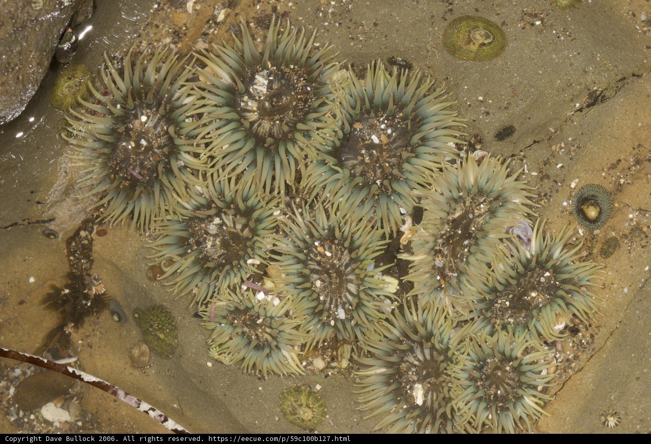 Sea Urchins on the Shore