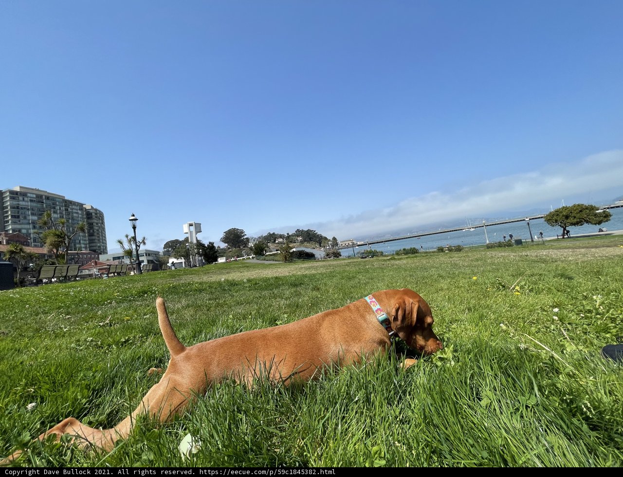 Serene Pup at the Maritime Park