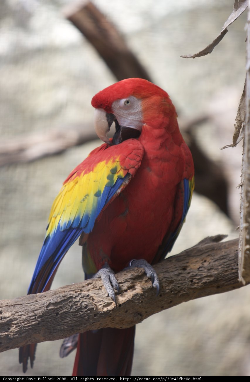 Colorful Macaw Perching on a Branch