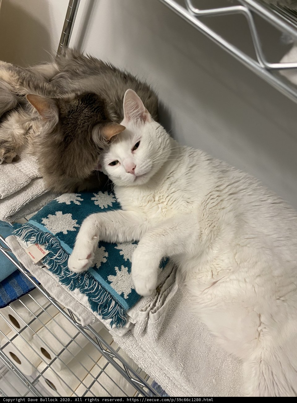 Feline Friendship