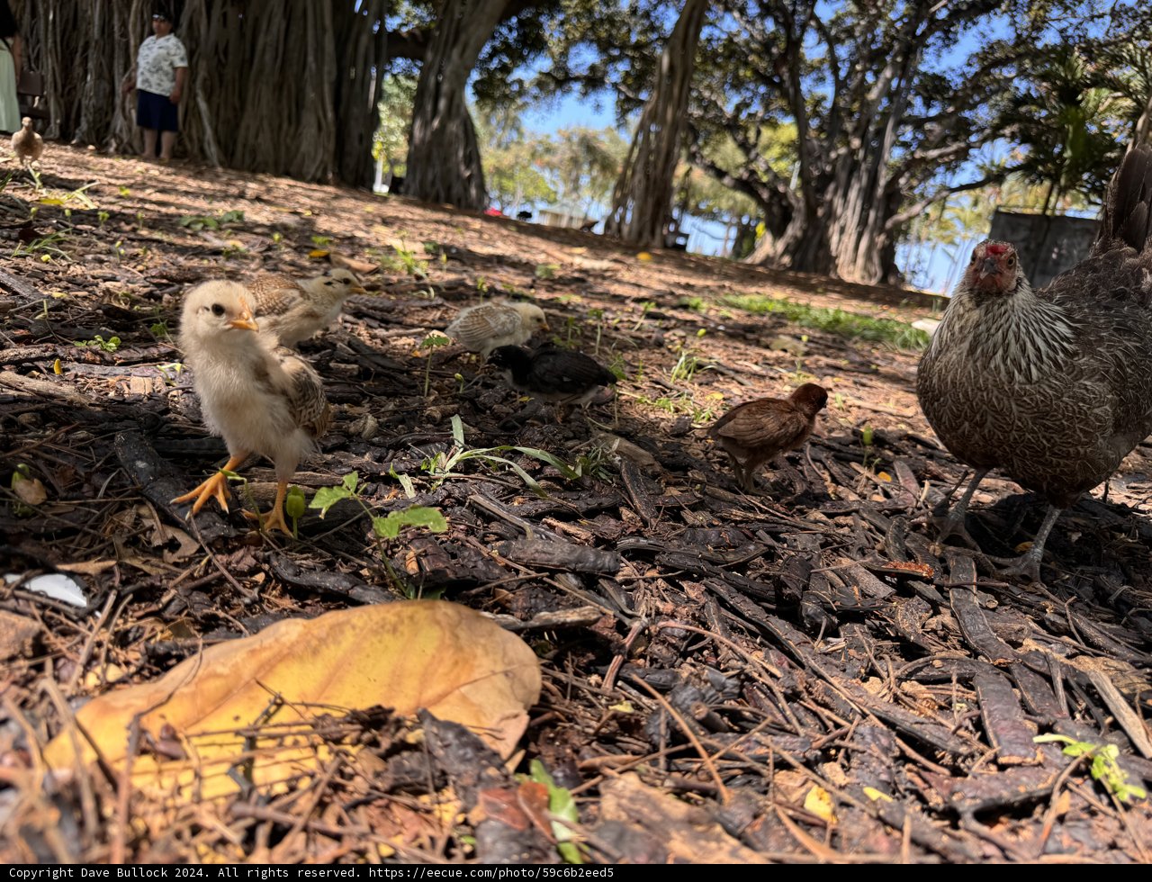 Feathered Friends in the Shade at Honolulu Zoo