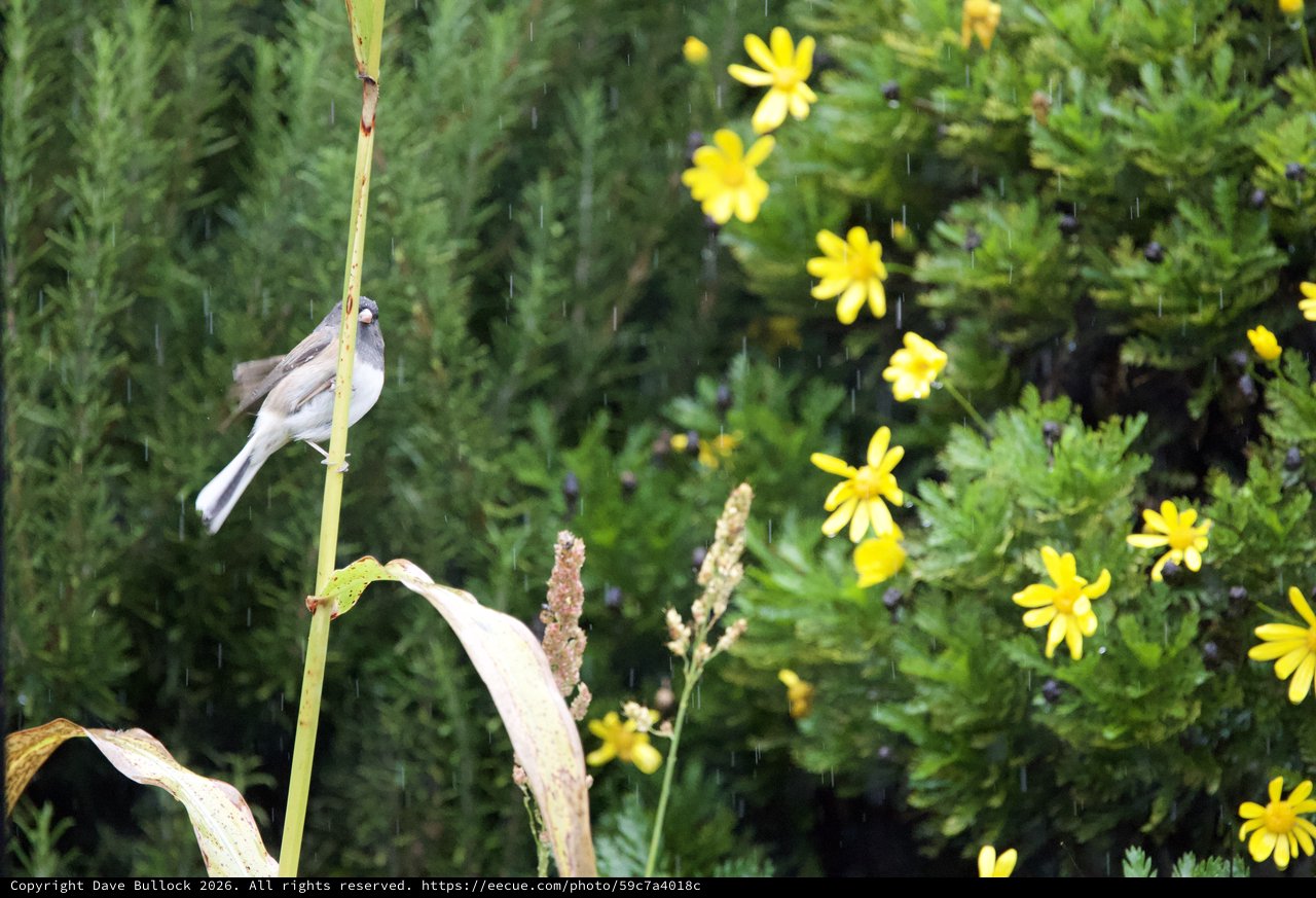 Small Bird Perched on Stem in Spring Rain
