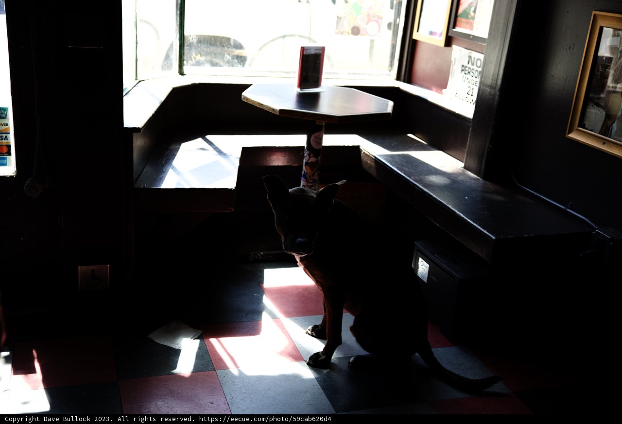A Canine Companion's Moment of Relaxation