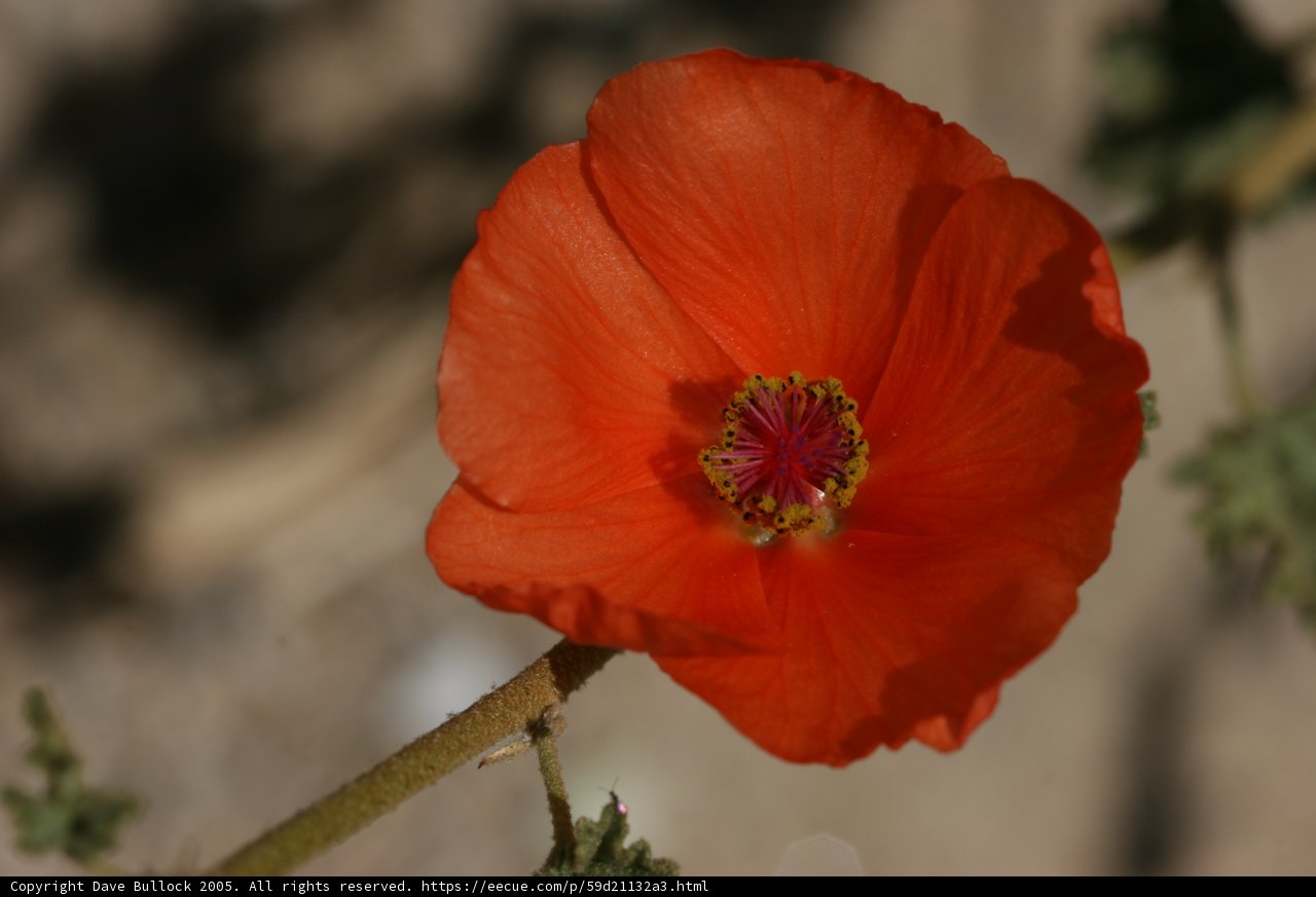 Bright Orange Geranium