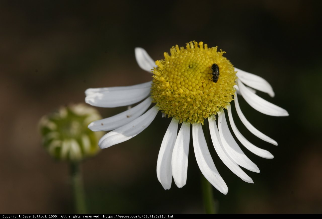 Busy Bee on a Daisy