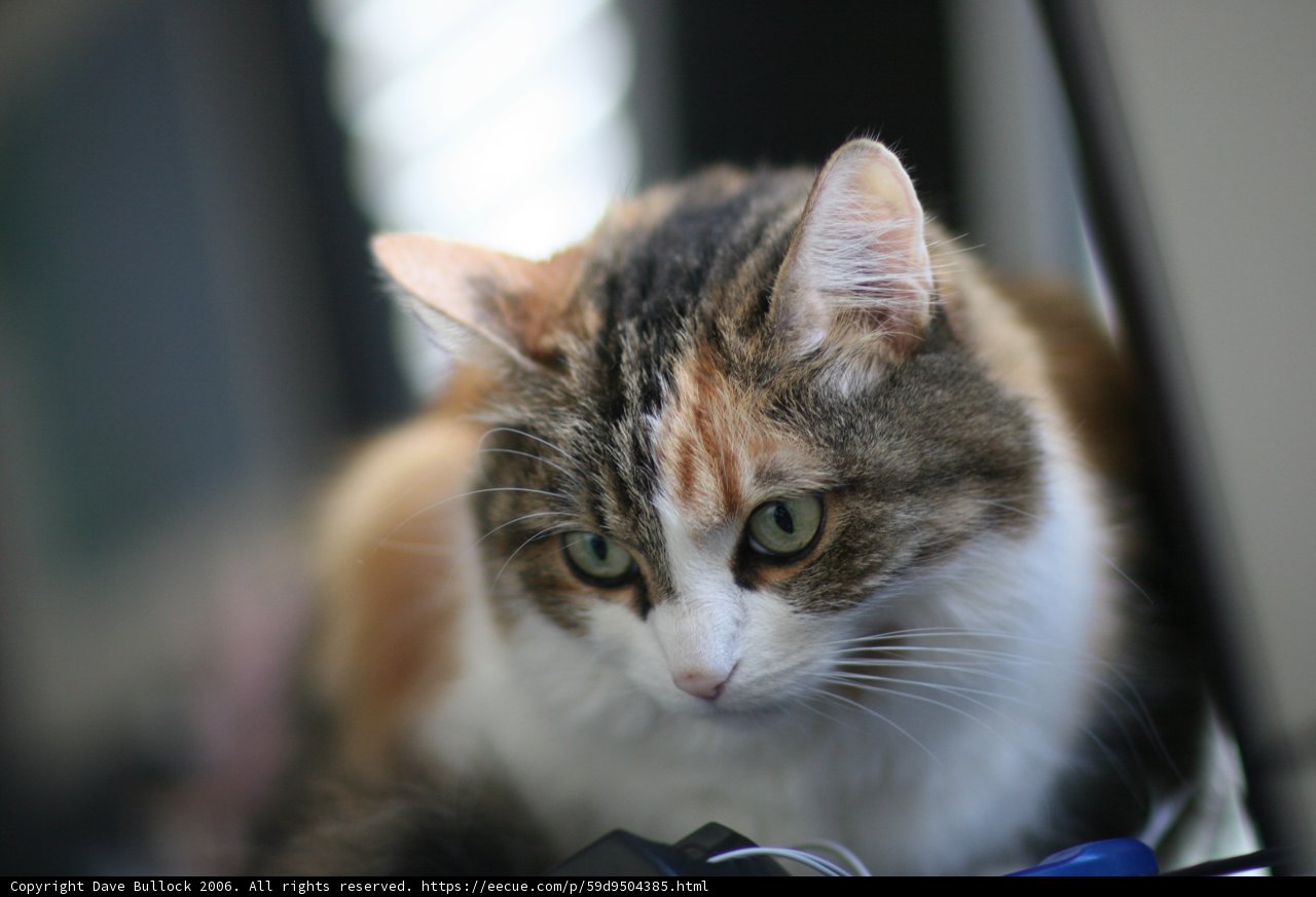 Feline Friendship