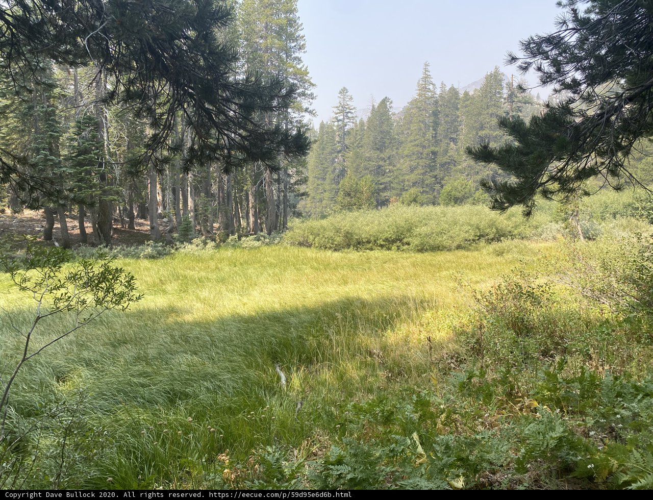 Serene Countryside Meadow