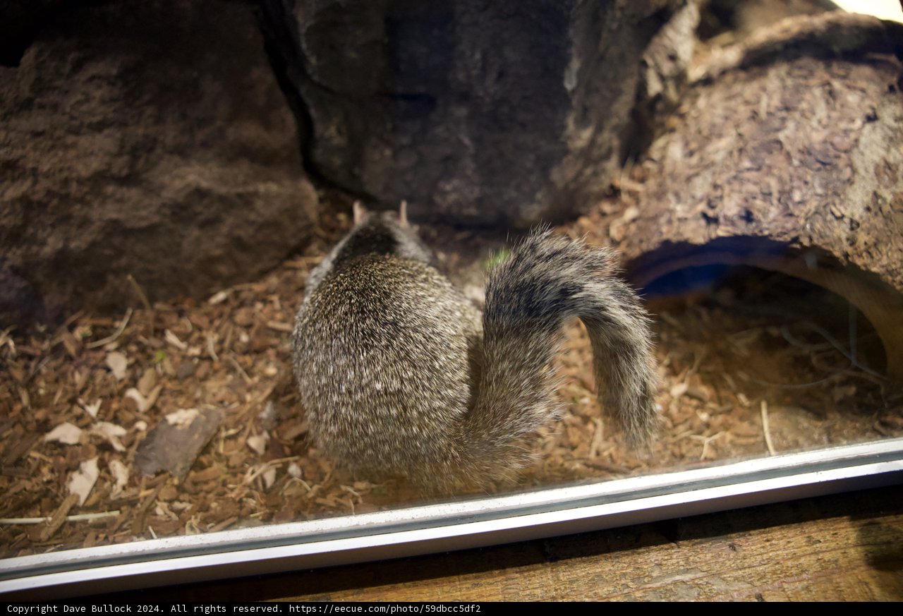 Curious Visitor, 2024