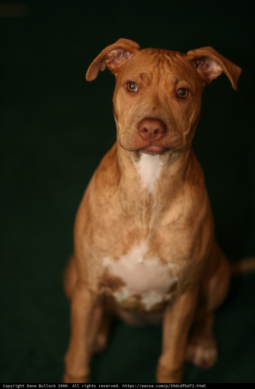 Pitbull with a Peaceful Expression