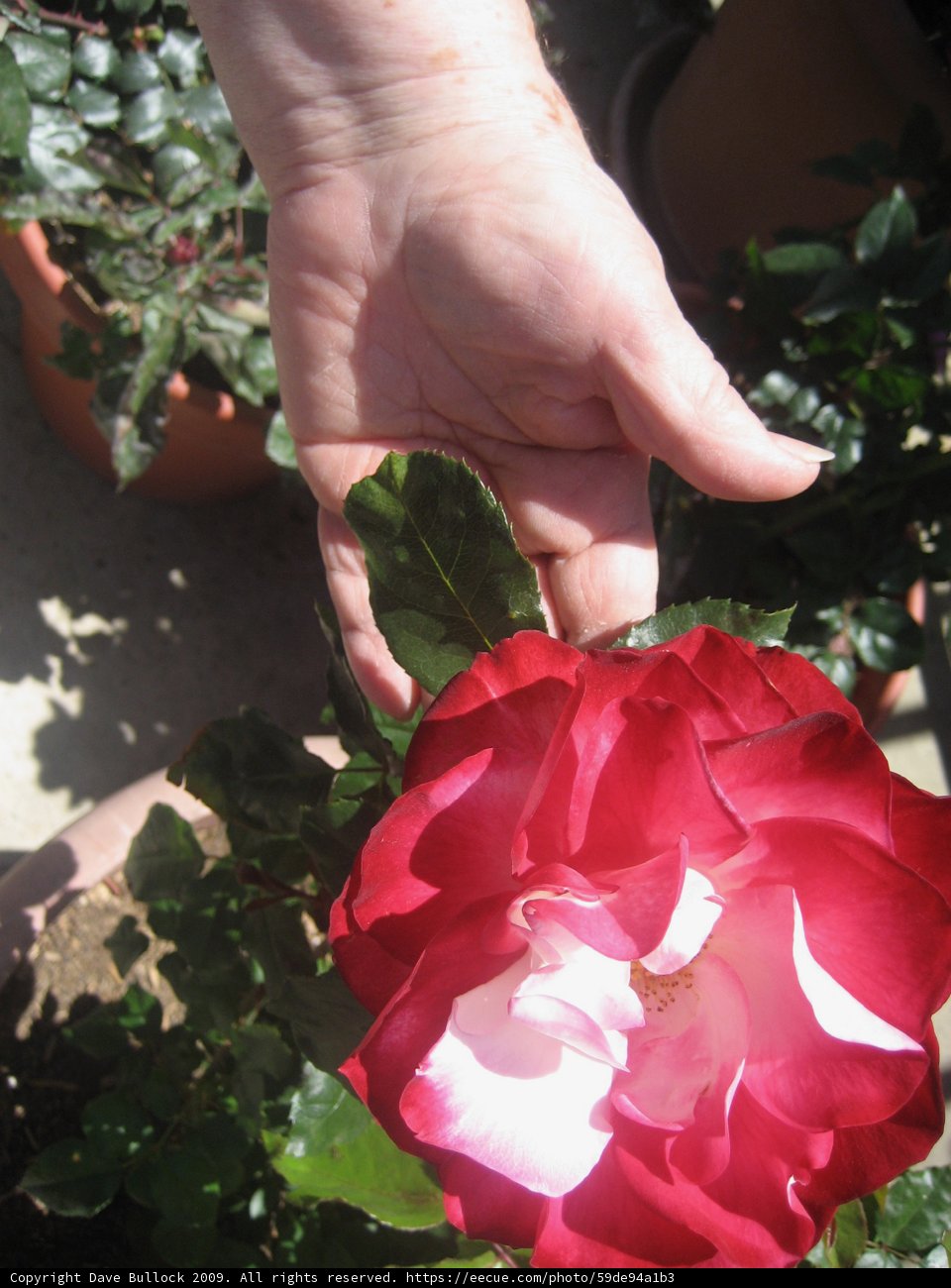 Reaching for Beauty