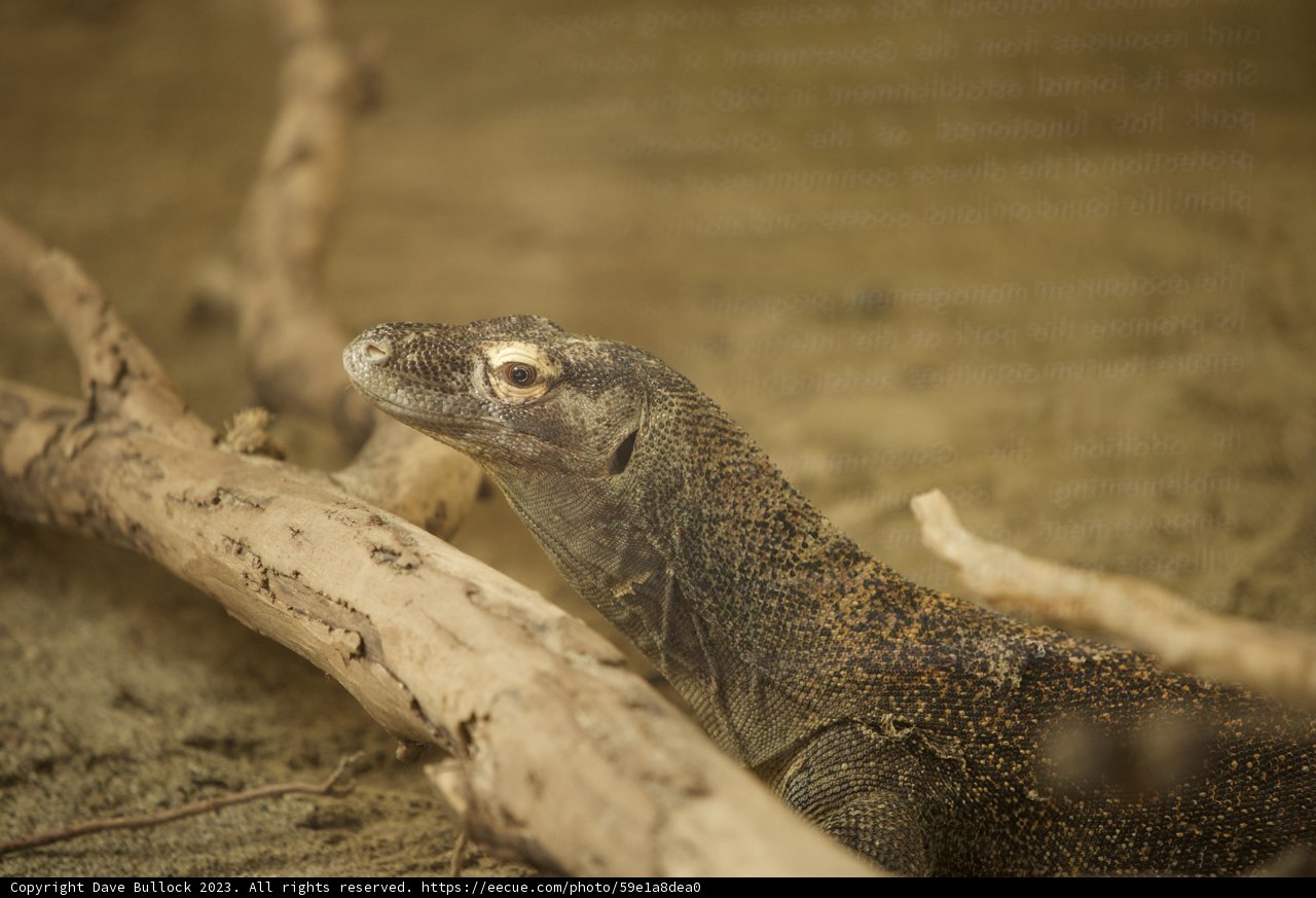 Basking on a Branch: A Visit to the SF Zoo