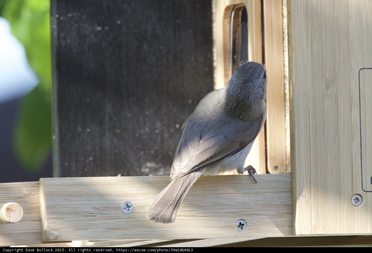 Feathered Visitor at the Feeder
