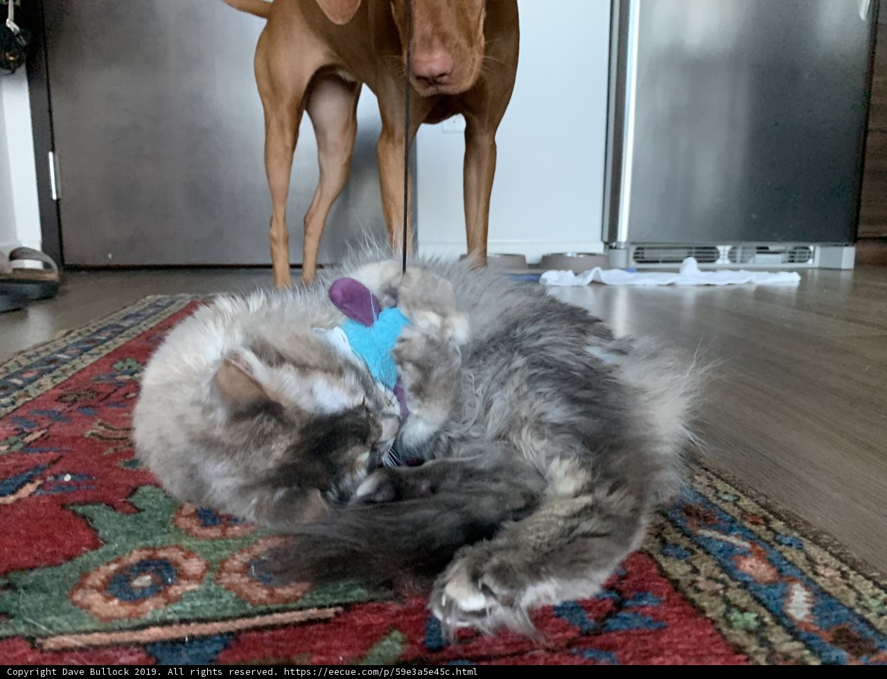 Furry Friends on Hardwood Flooring