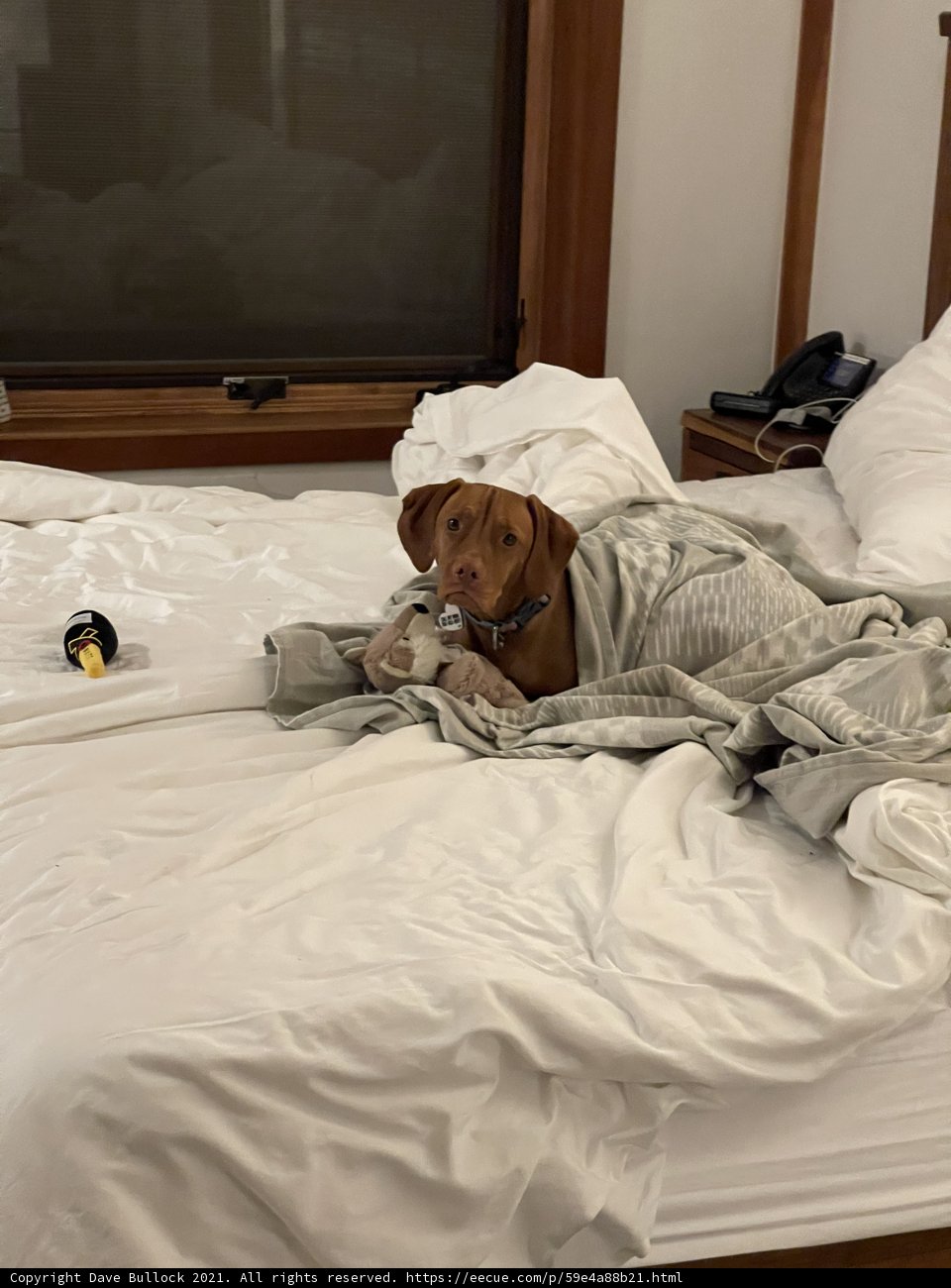 Cozy Canine on a Bed with Blanket
