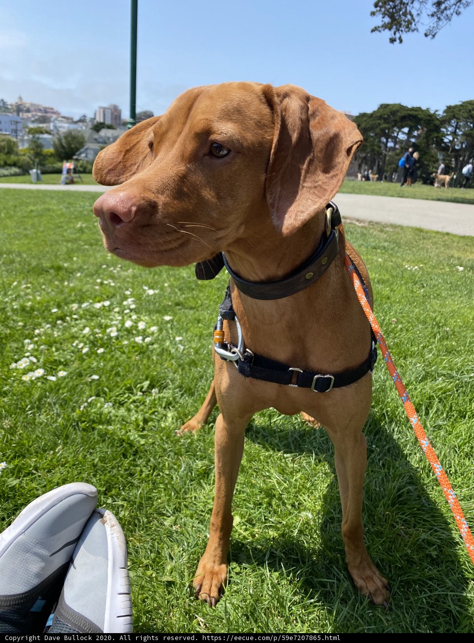 Vizsla enjoying a sunny day at Alamo Square Park