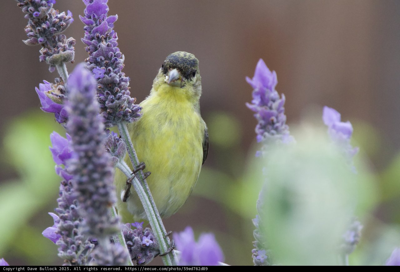 Feathered Visitor Among the Lavender