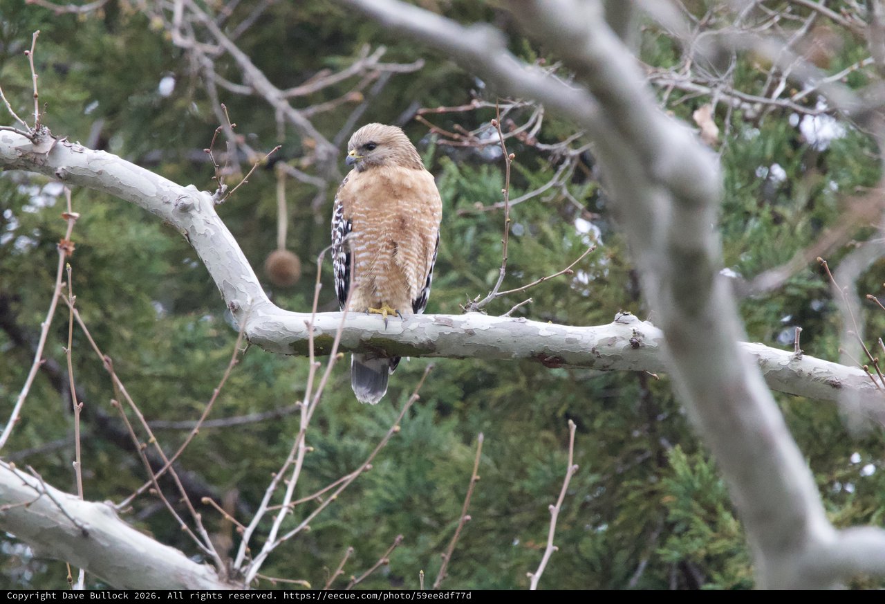 Red-Shouldered Hawk Perched on Weathered Branch