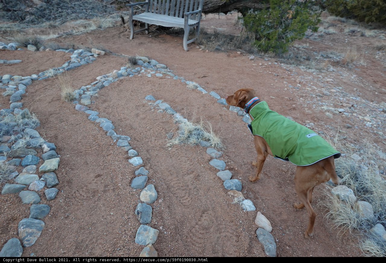 Stylish Pup in a Serene Rock Garden