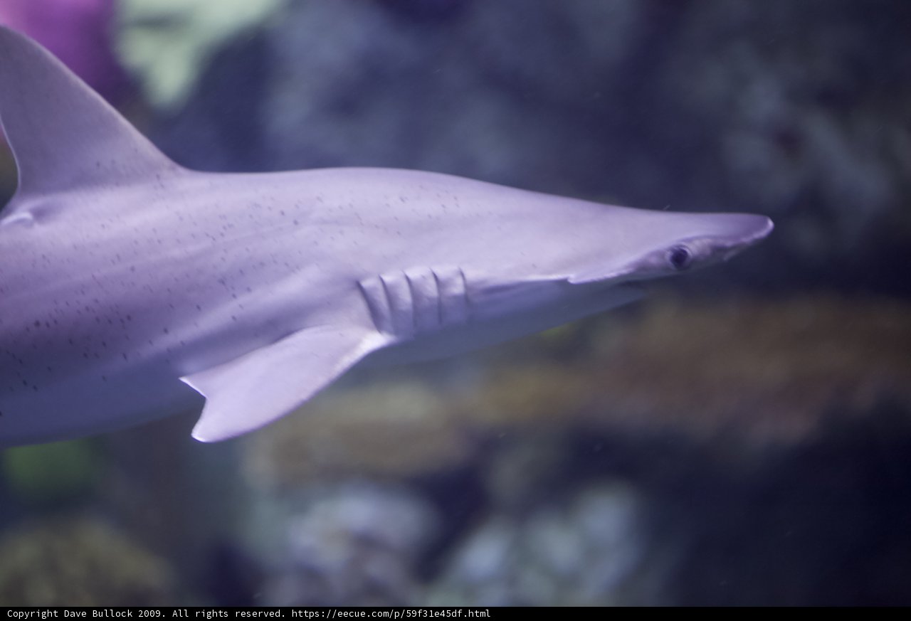 Majestic Gray Shark in an Aquarium