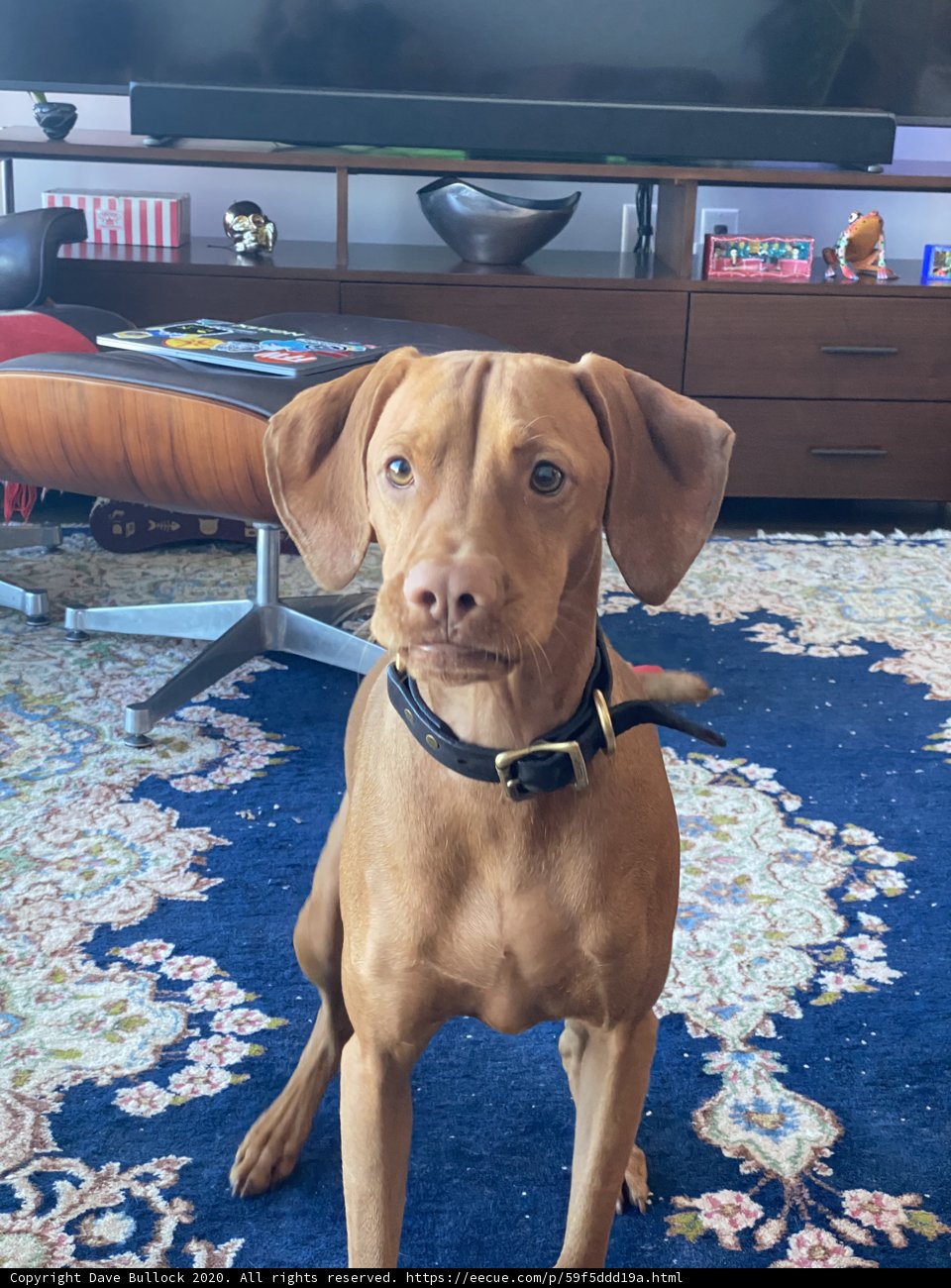 Vizsla Pup Enjoys A Night In