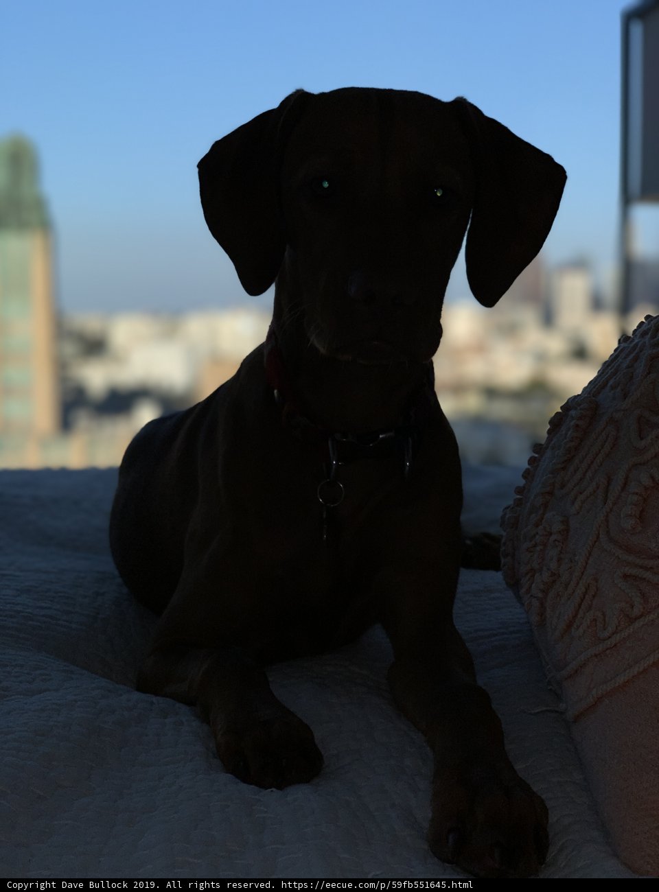 Urban Companion