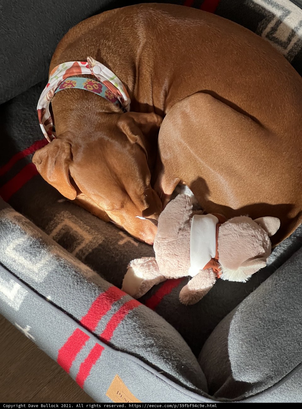 Sweet Dreams with Fido