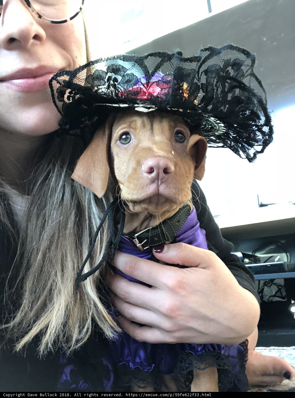 Witchy Pooch