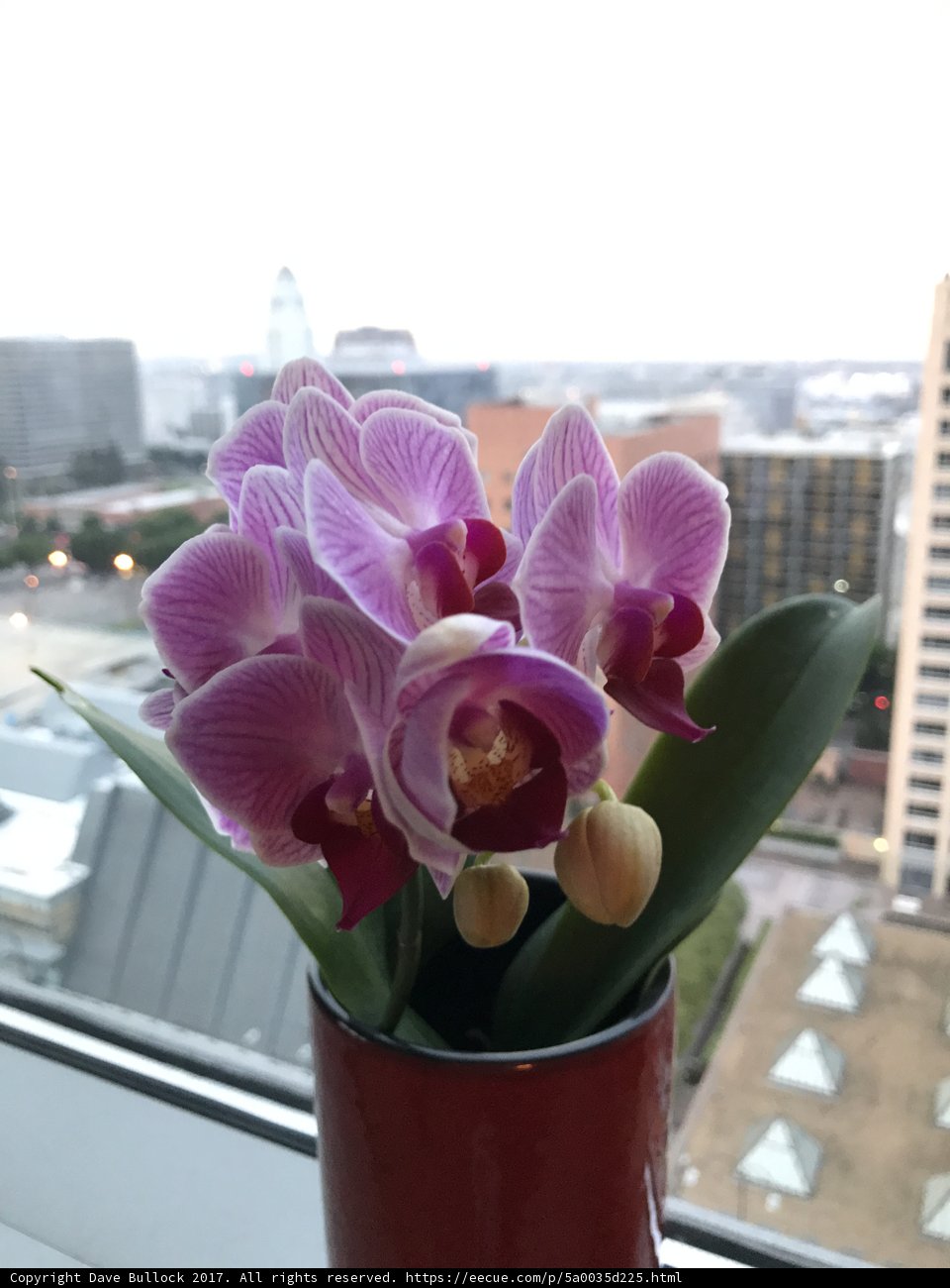 Blooming Beauty on the Broad Window Sill