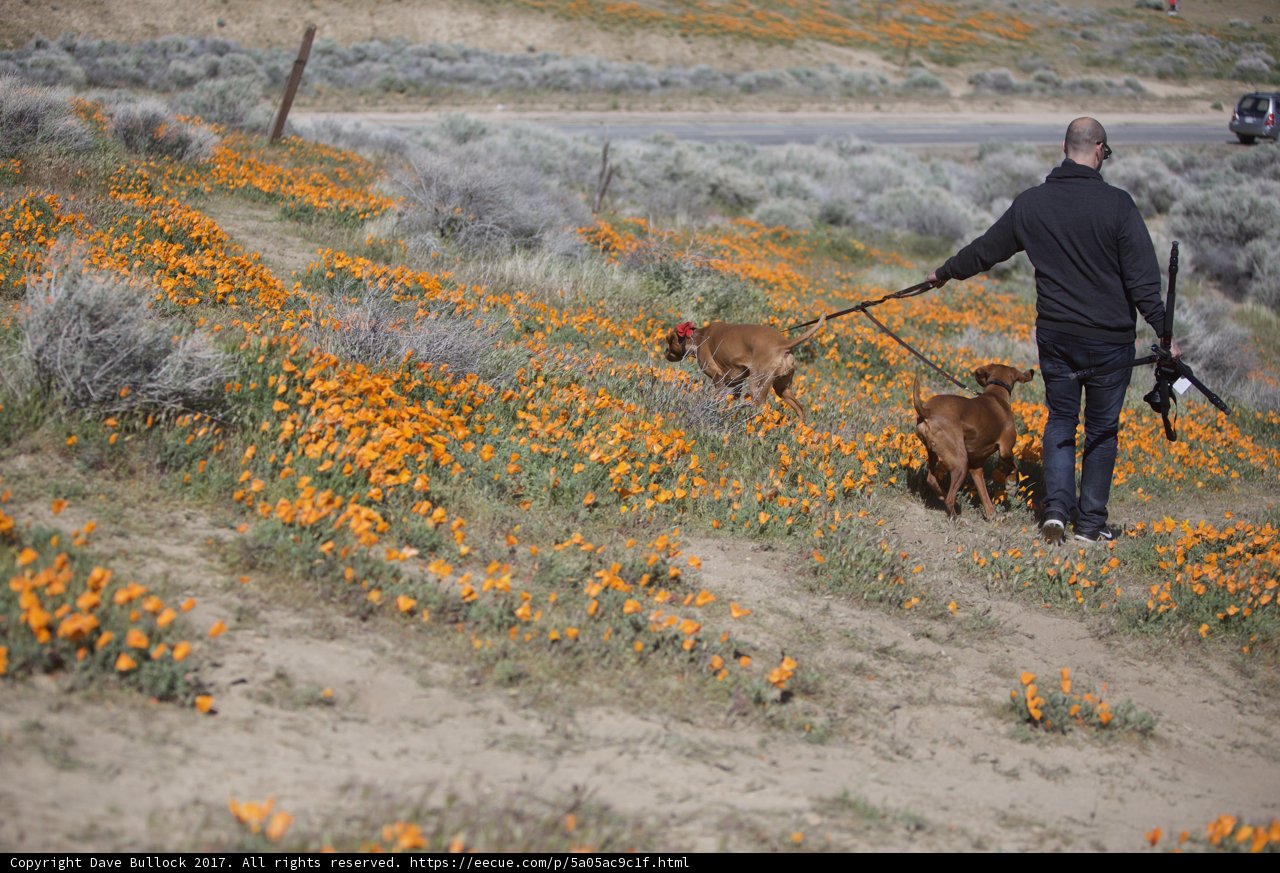 Poppies and Pups