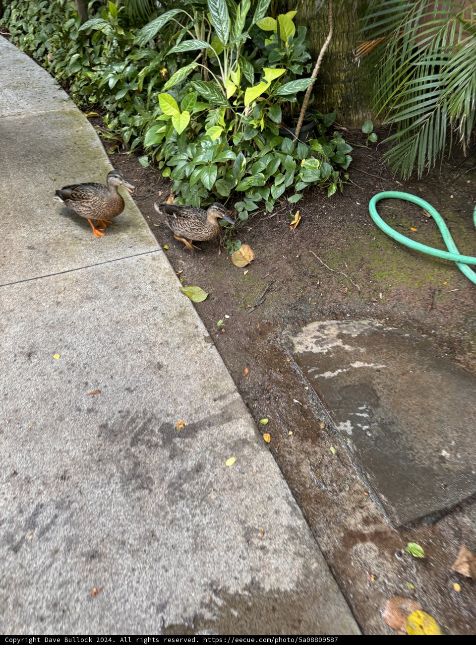 Garden Pause: Ducks Amongst the Greenery