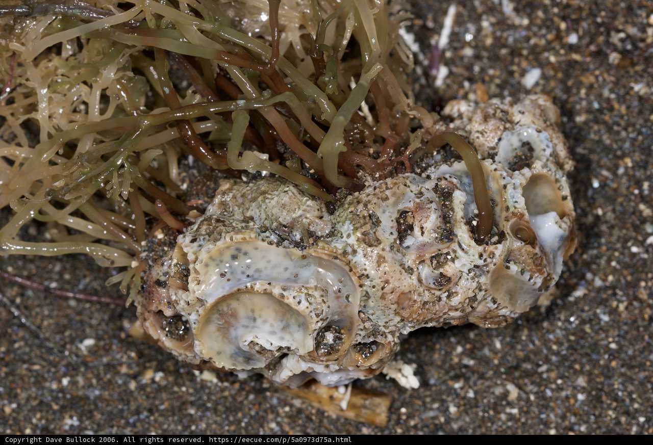 Seaweed Shell on the Beach