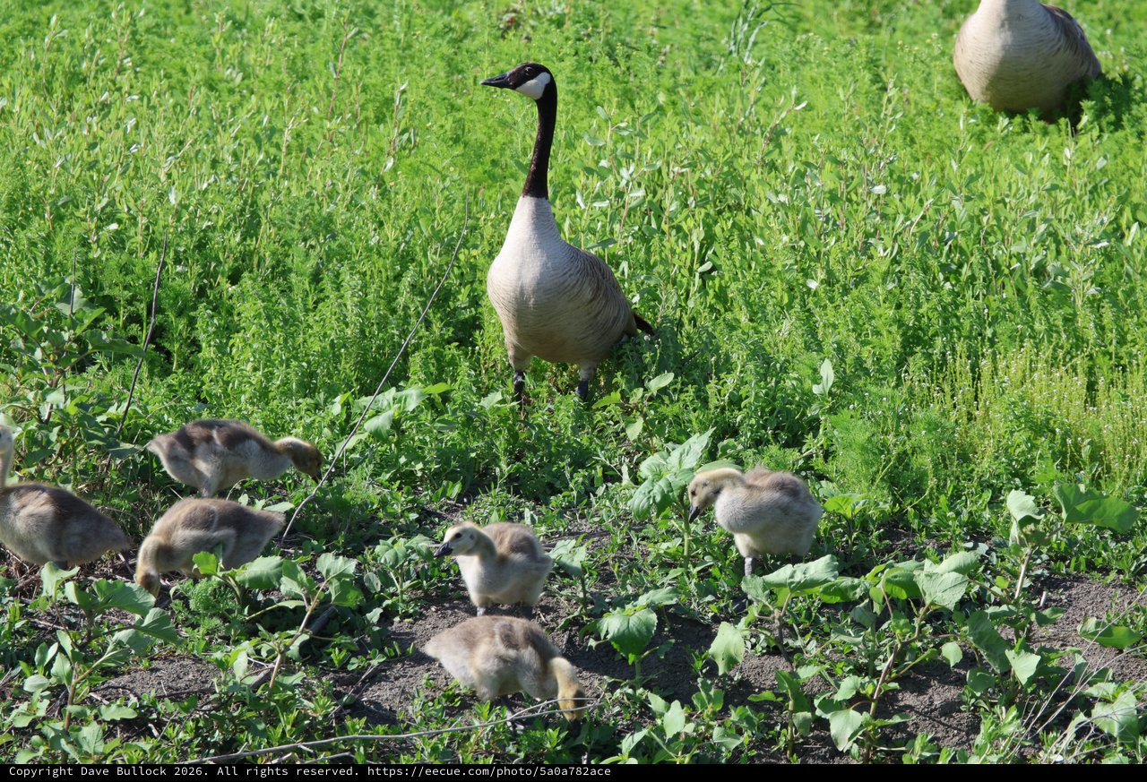 Canada Goose Family Foraging in Spring Wetland
