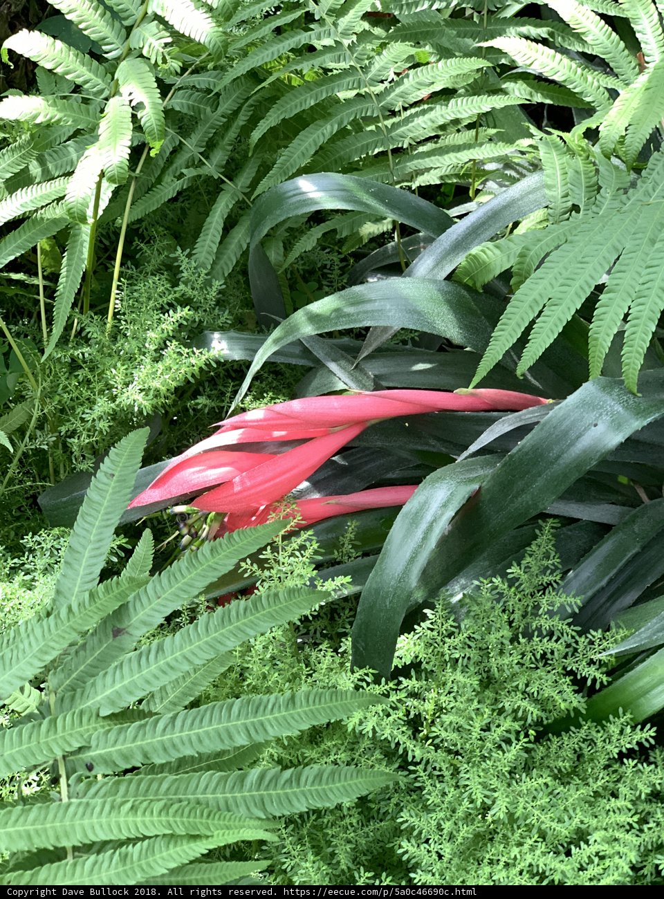Radiant Red Flower amidst Lush Greens