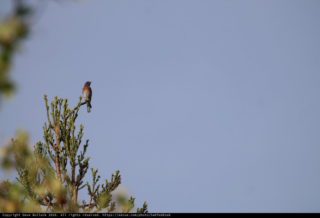 Western Bluebird Perched on Juniper at Dawn