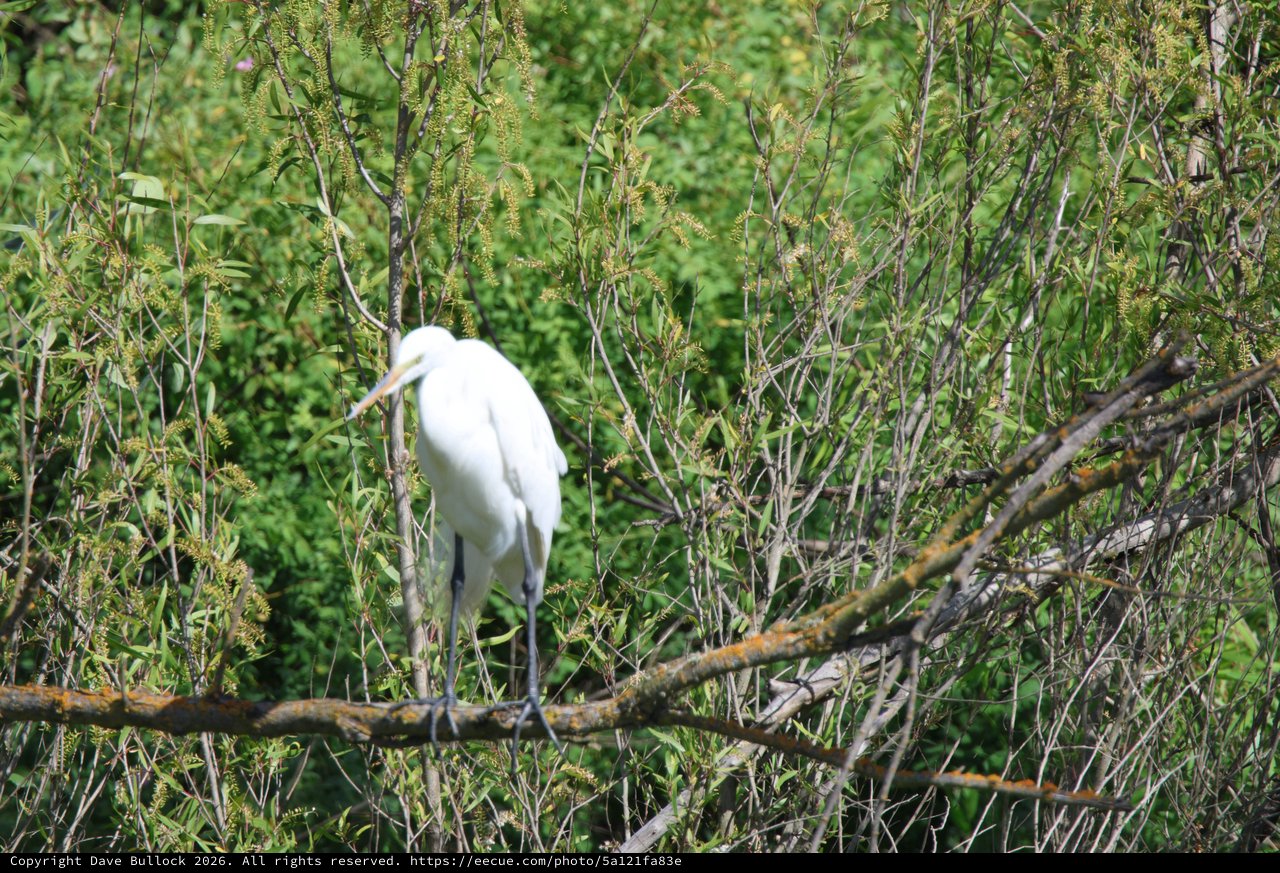 Great Egret Perched Among Spring Wetland Vegetation