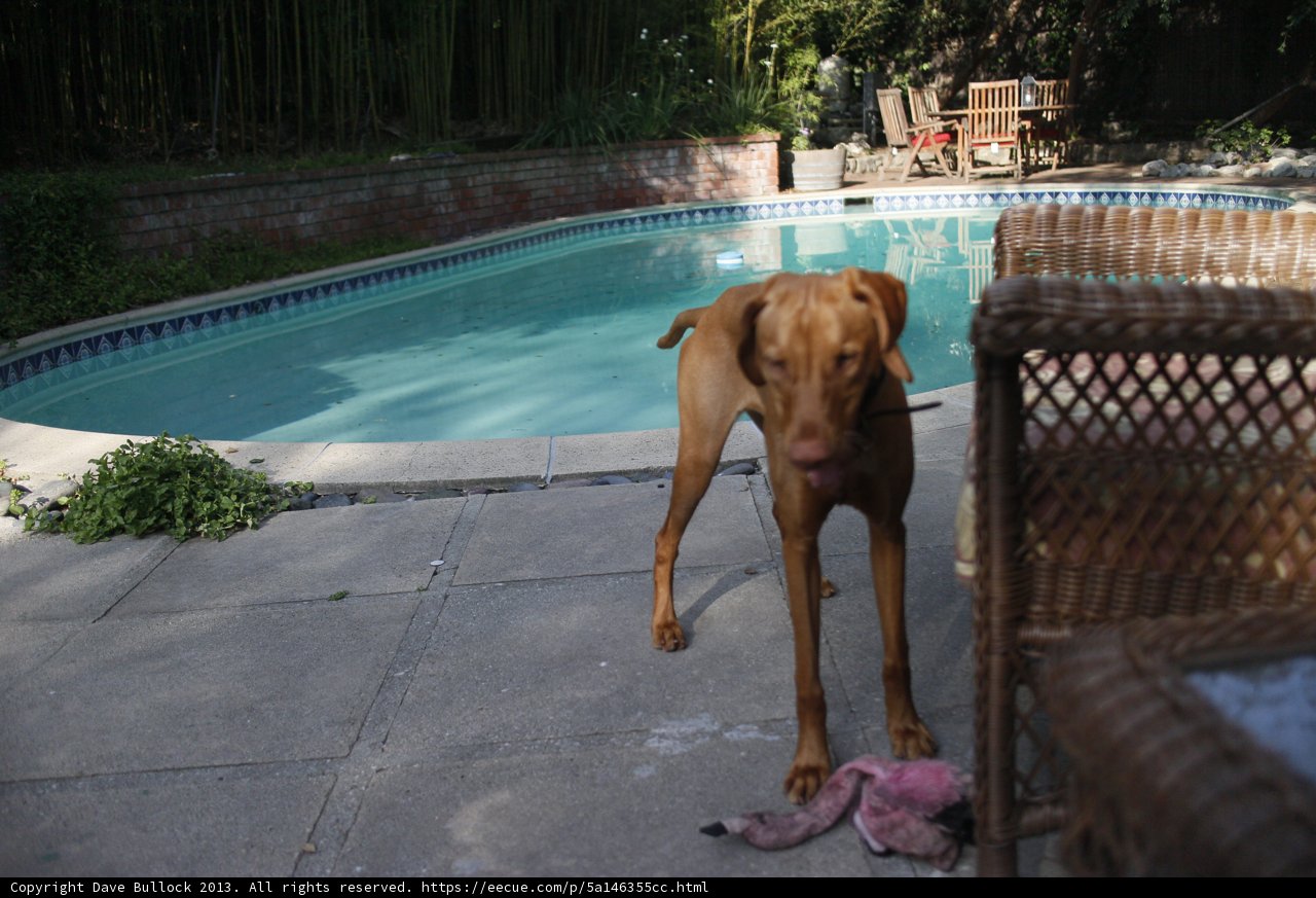 Poolside Pooch