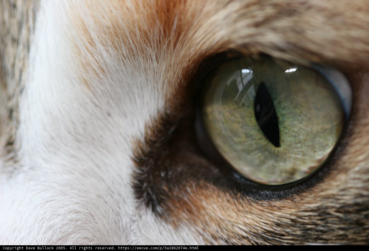 Up Close and Personal with a Cat's Eye