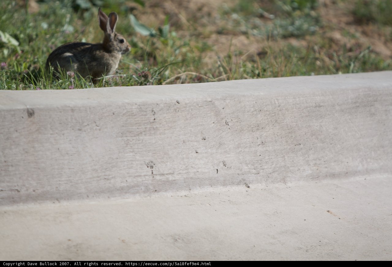 Perched Rabbit