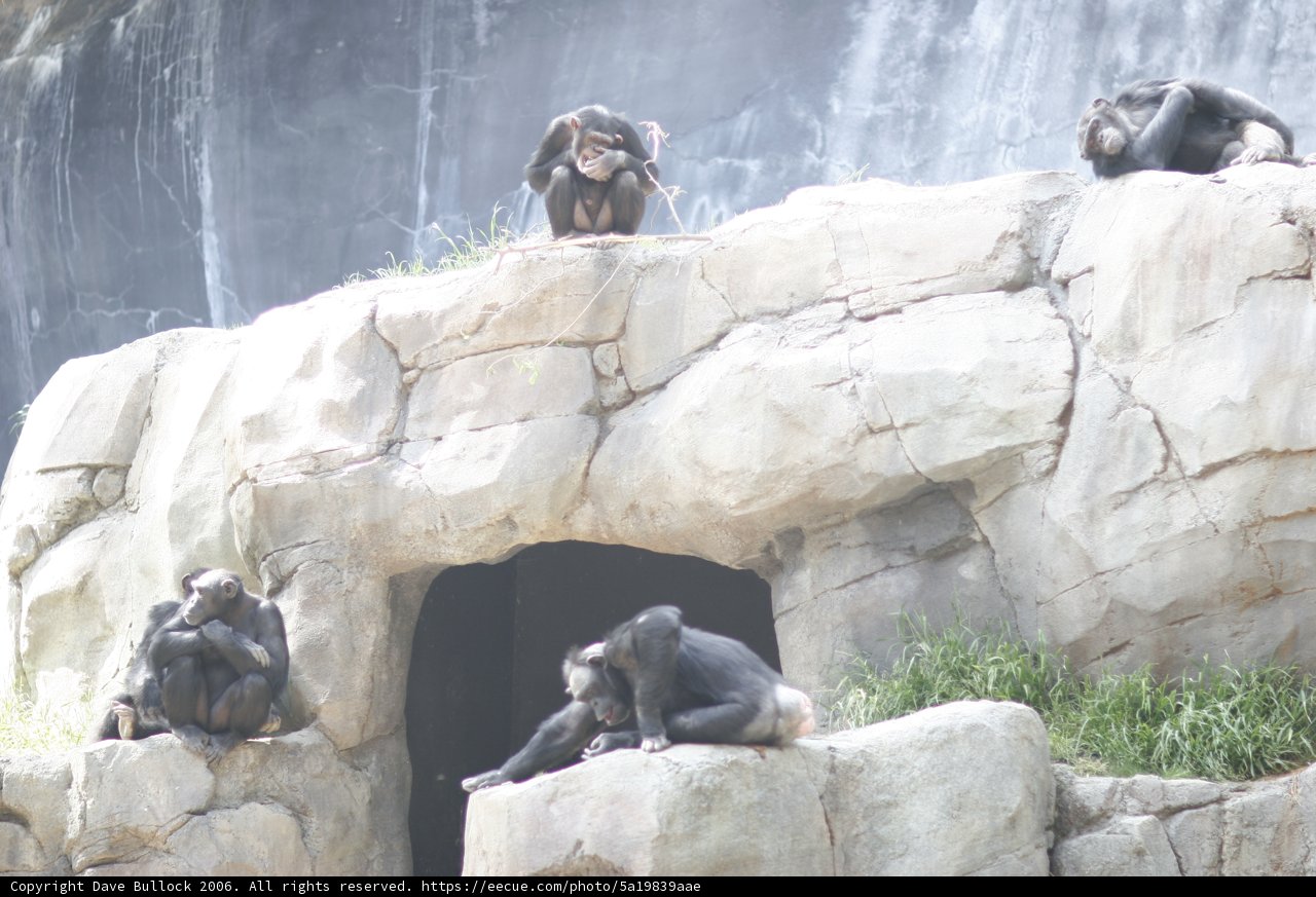 Monkey Gathering on a Rocky Landscape