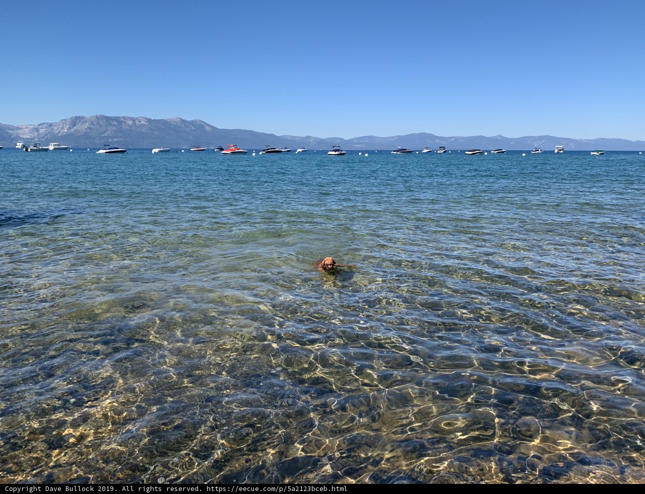 Summer Doggy Paddle