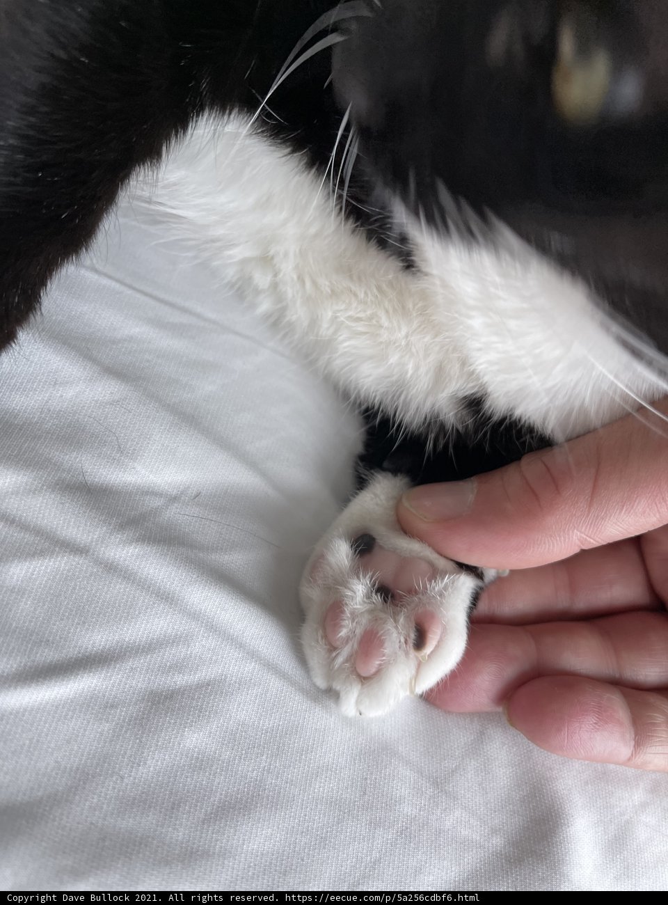 Touching Paws