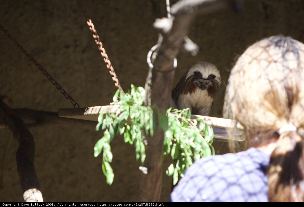 Captivated by the Monkey's Magic
