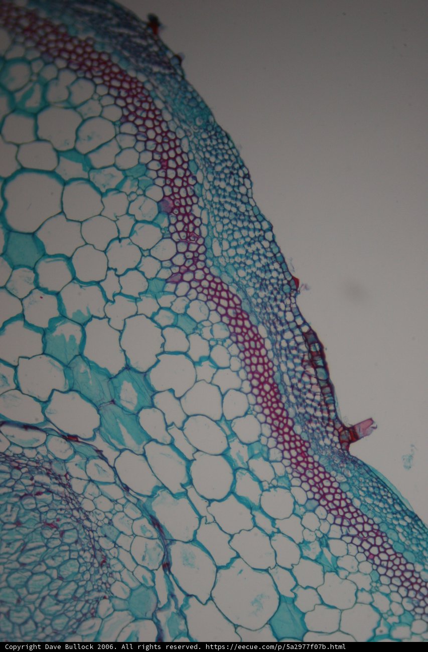 Blue and Pink Stem