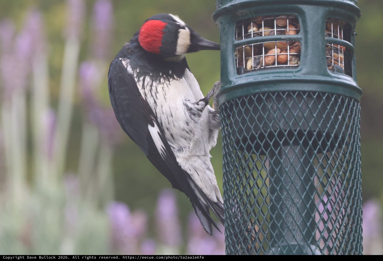 Acorn Woodpecker Feeding at Garden Nut Feeder